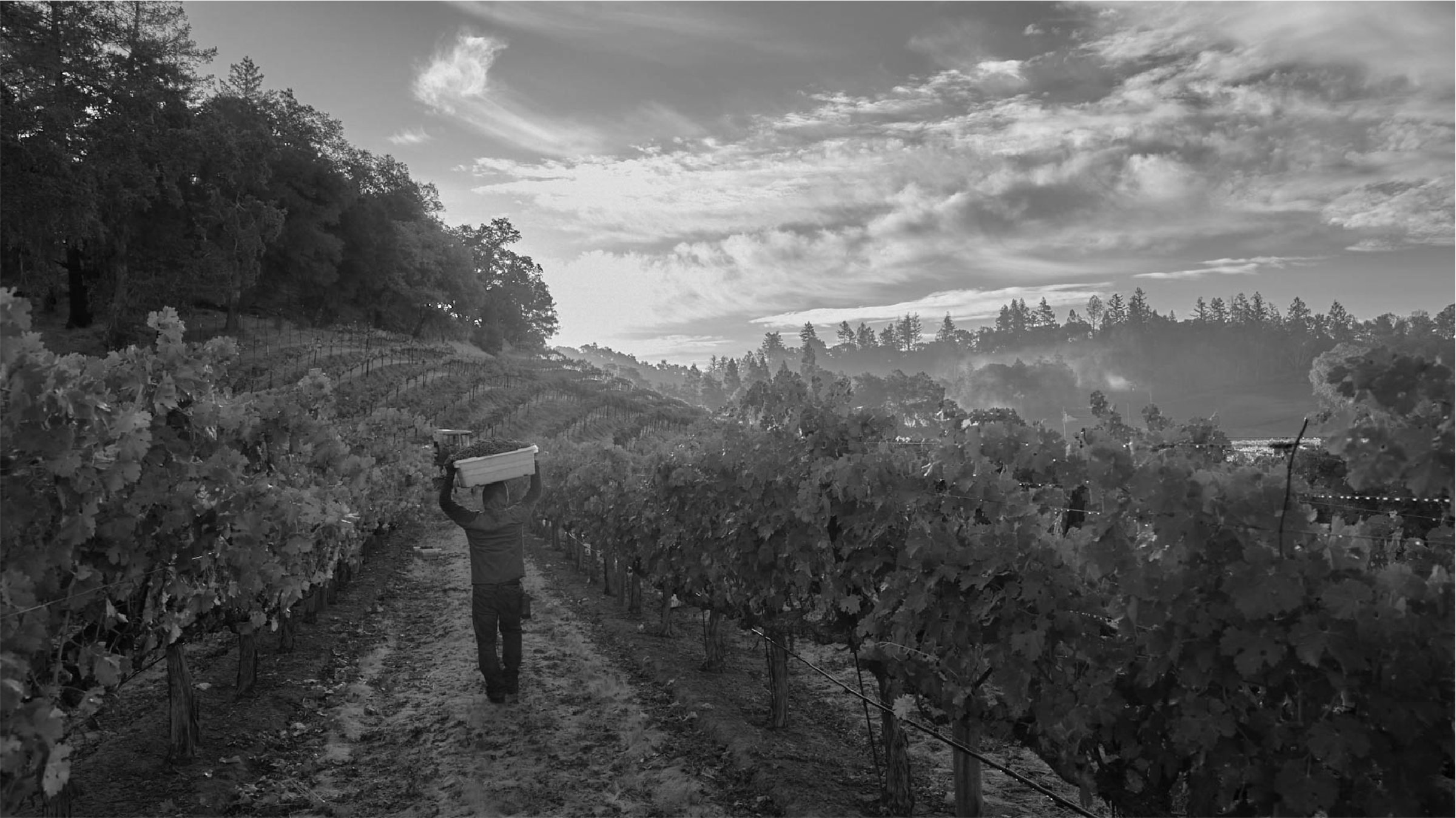 Worker in the vineyards