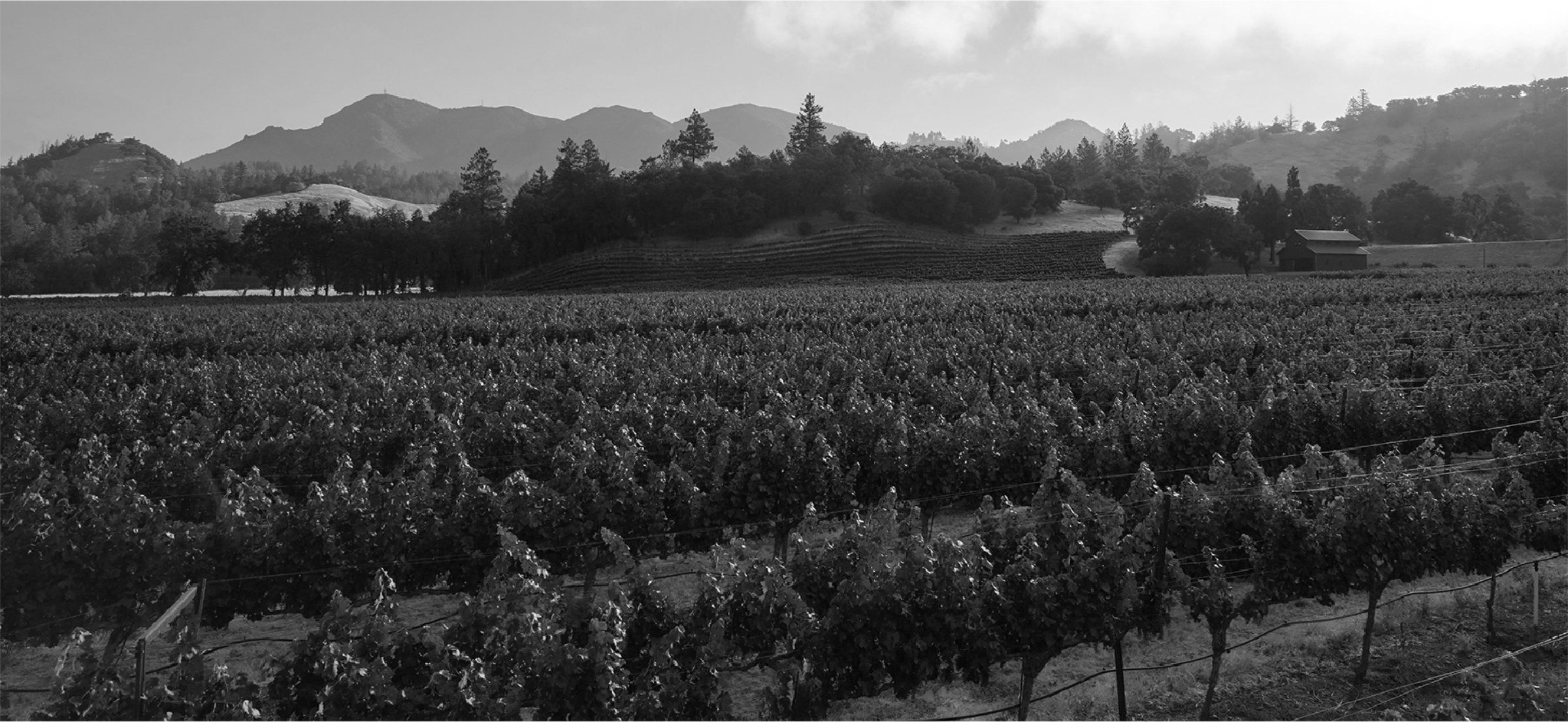 Black and white photo of vineyards