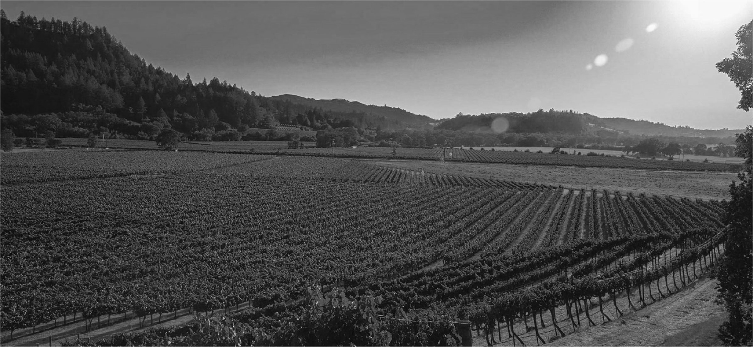Black and white photo of vineyards