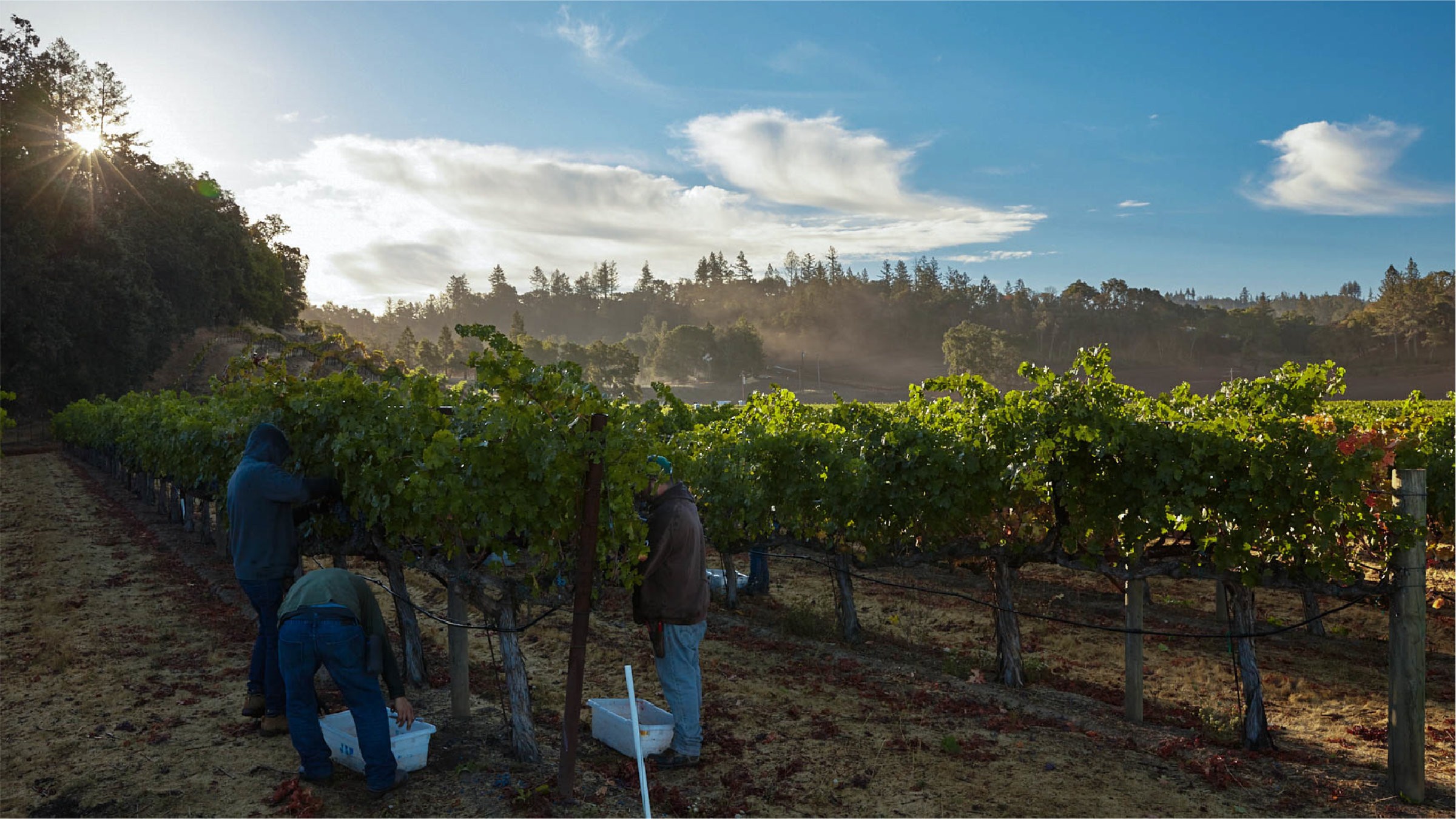 Harvesting grapes in the vineyard