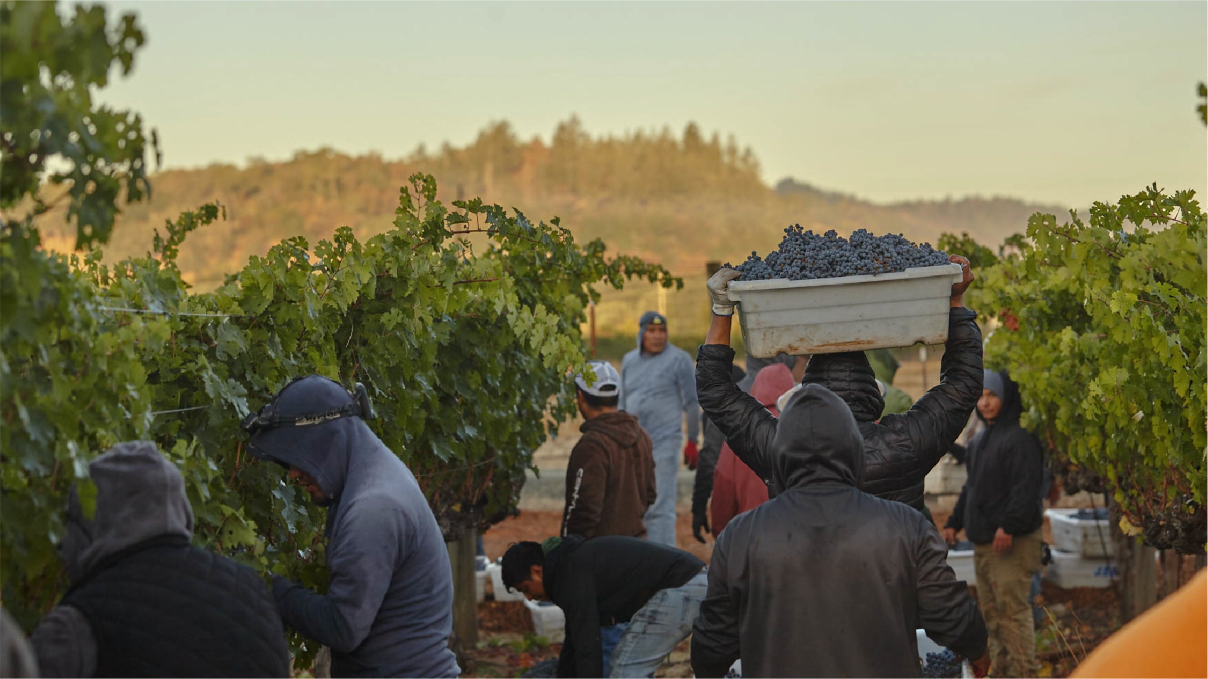 Workers harvesting grapes