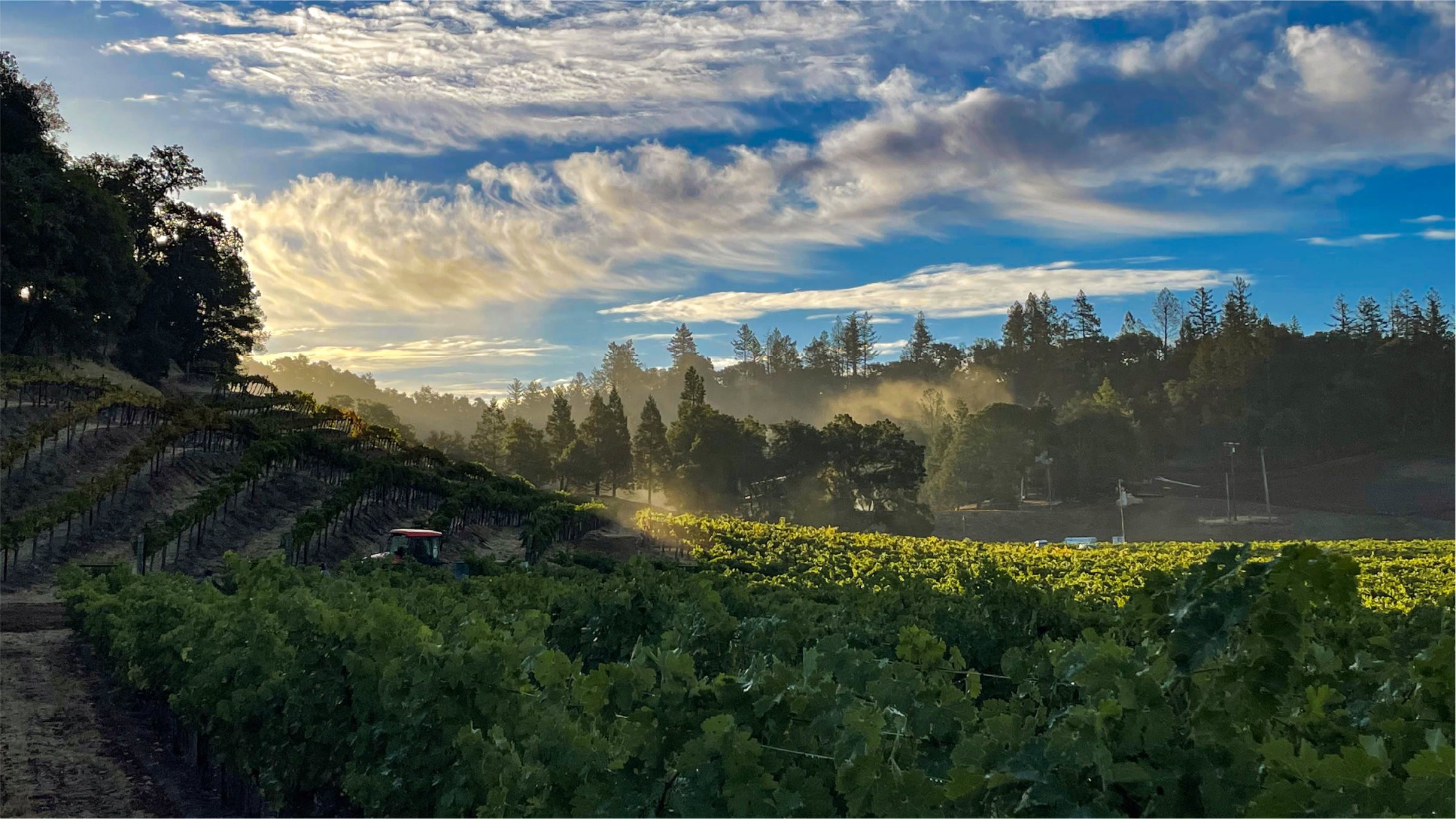 Beautiful clouds over vineyard