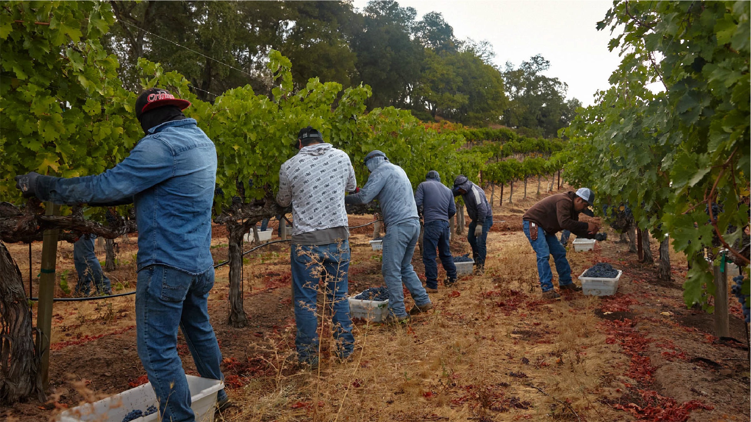 Workers harvesting grapes